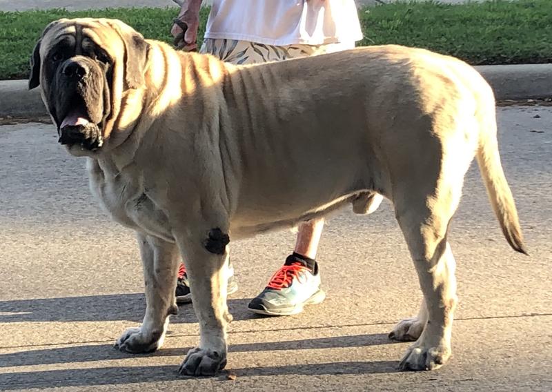 Bastian our 4th Mastiff loves Taste of the Wild
