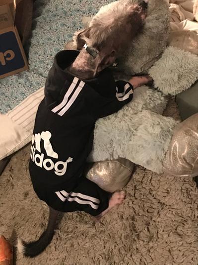 Adidas jumpsuit cheap for dogs