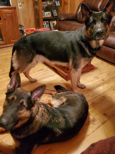 Reuben and Luka