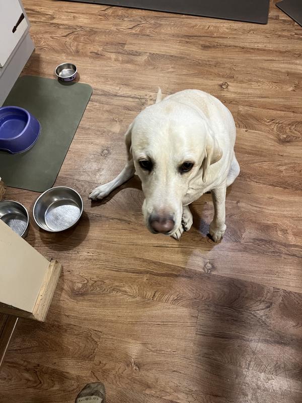 Waiting for her food!