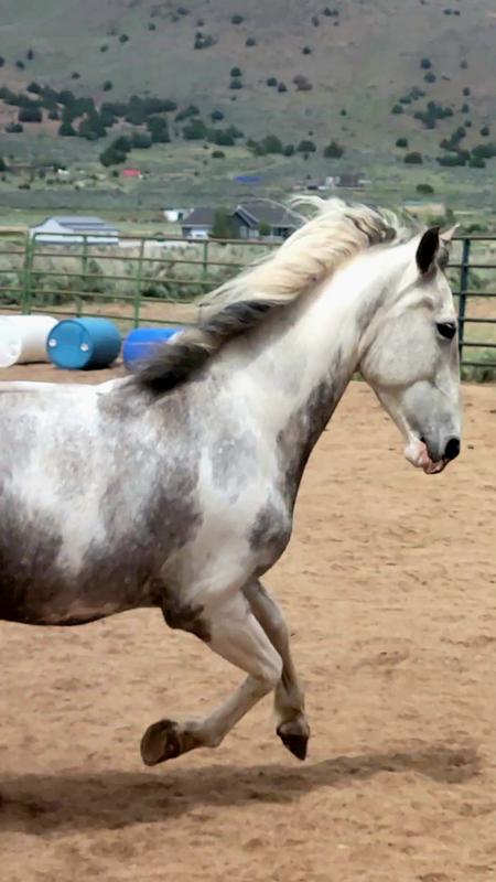 My half Andalusian, Macie, lots of hair that soaks up the moisture
