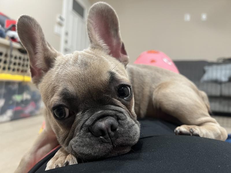 His coat is nice and shiny