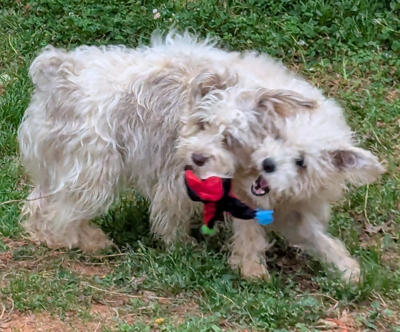 Playing keep away with the joker toy