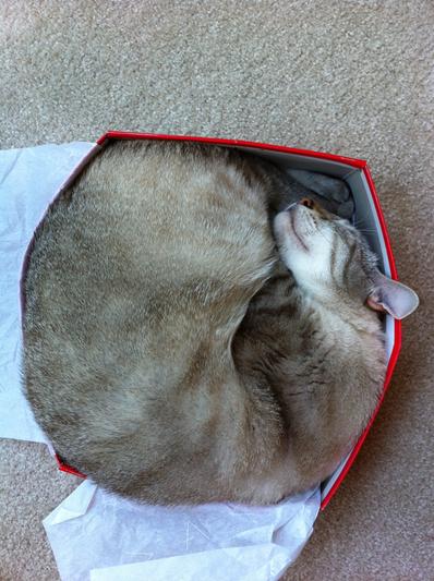 Cat In A Box
