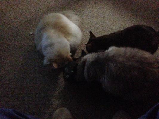 Treat time.