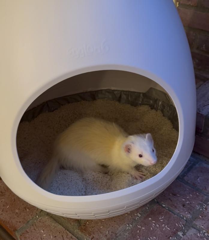 Oak loves New Ricelandia