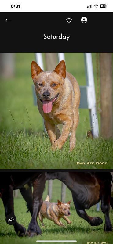 Going to bring in cattle