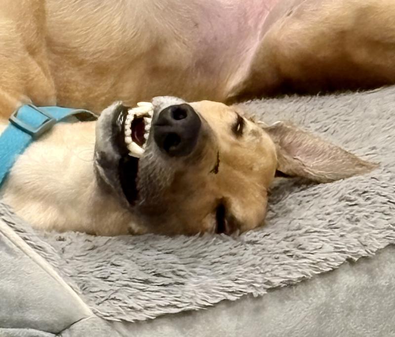 Jed relaxing after his Daily Joint Care treats