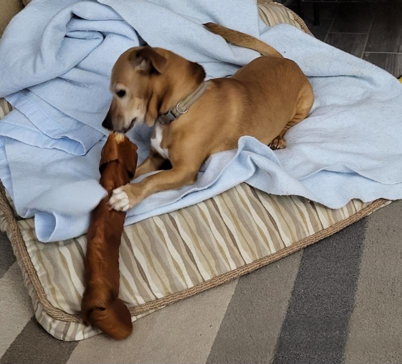 Me, Cooper, with my giant bone.