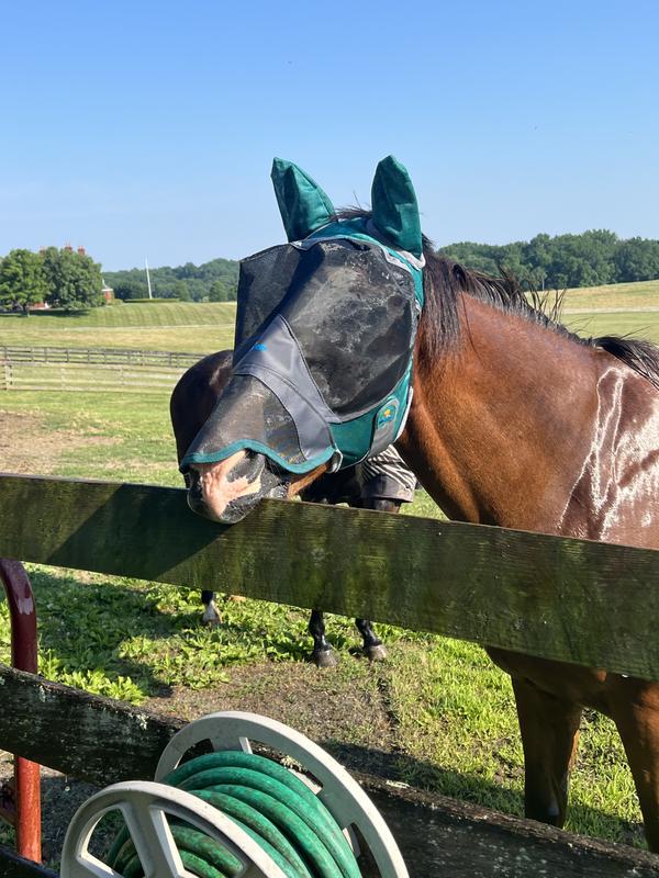 Handsome horse wears fly mask