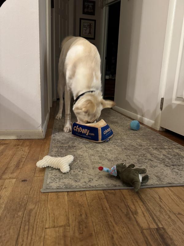 Polar Bear enjoying his Chewy box and birthday dinosaurs.