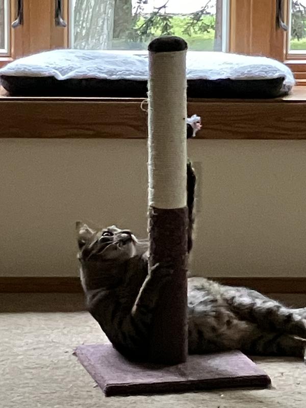 Strong enough for Ziggy and his claws.