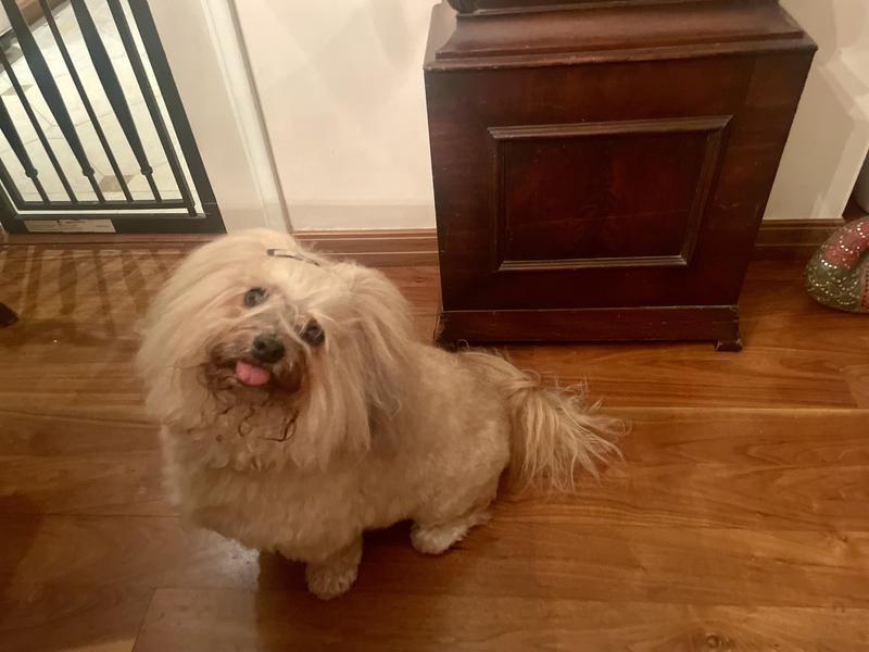 Parsnip the Happy Havanese