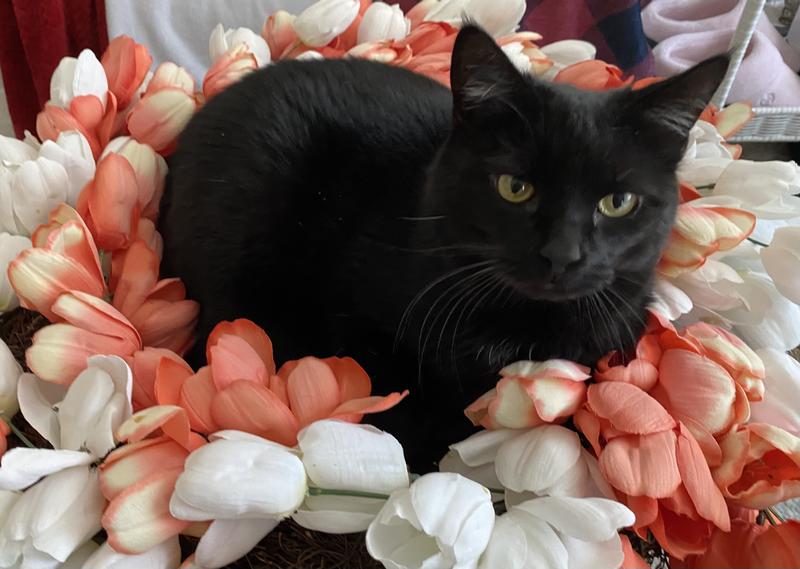 My beautiful Bella ready for Spring