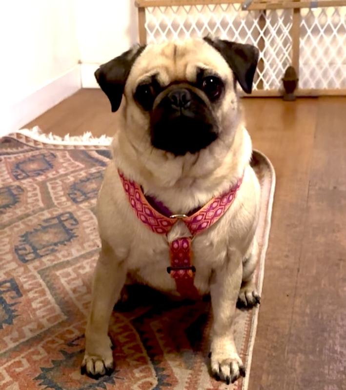 No choking no matter how much I pull!