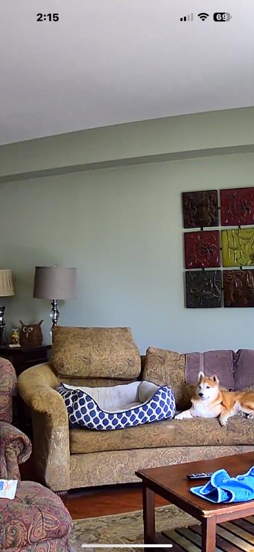 Clear picture of my living room and my dog on the couch