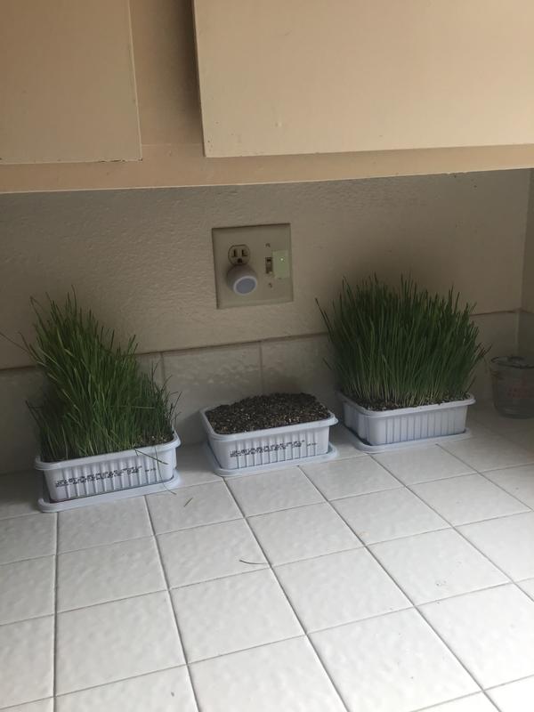 The one in the middle, I started yesterday, they take about a week before your cat can start eating, definitely better then any other I have purchased.