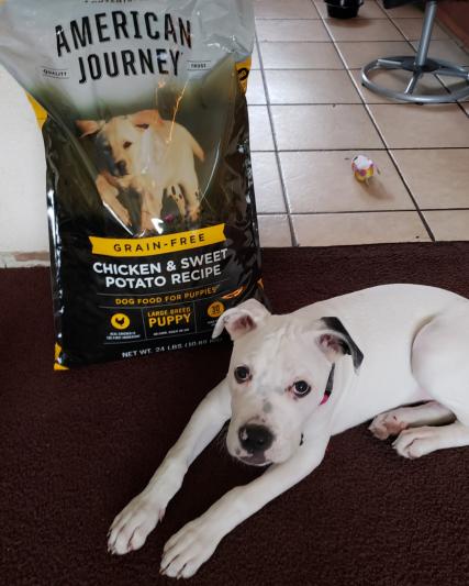 American journey large 2024 breed puppy food