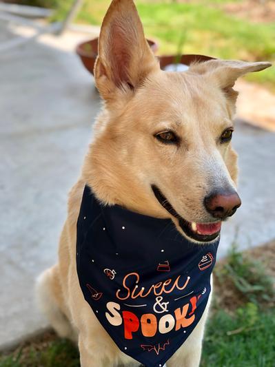Frisco Chillin' Like a Villain Dog & Cat Bandana