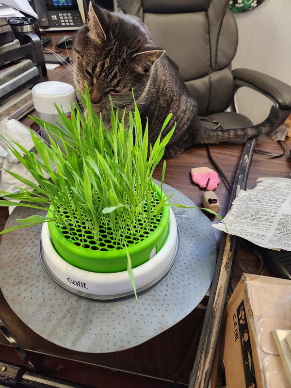 Catit grass outlet