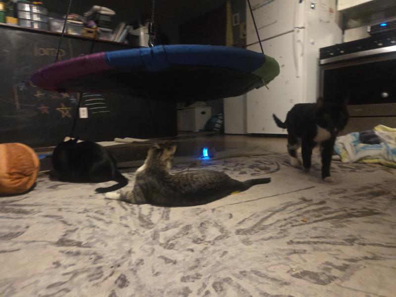 A toy that can actually wear out a young cat.