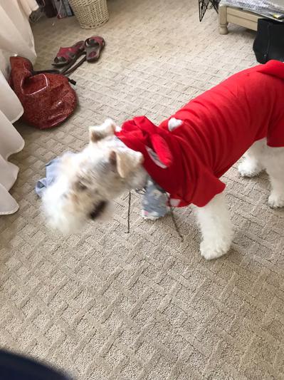  Rubie's Lil Devil Dog T-Shirt : Pet Supplies