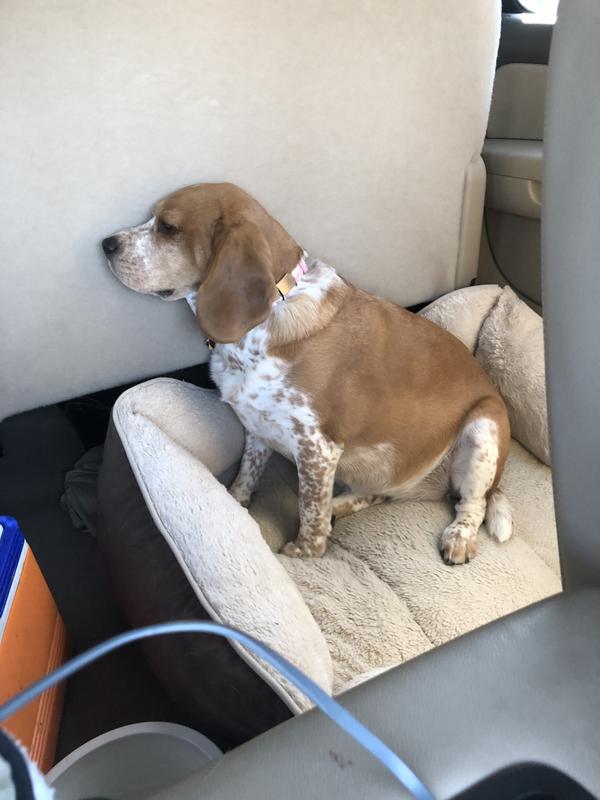 Sleeping in the truck.  Born 8/1/16