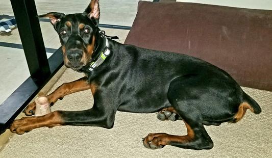 My ears are so clean now!