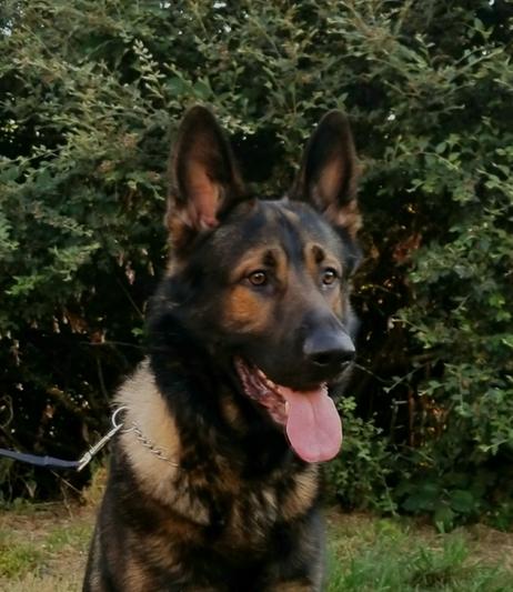 Asa ~ The big hairy one