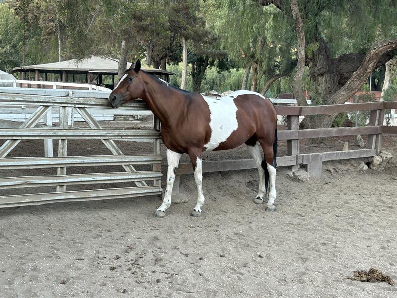 Foxy. Fly spray also does not attract a lot dust.