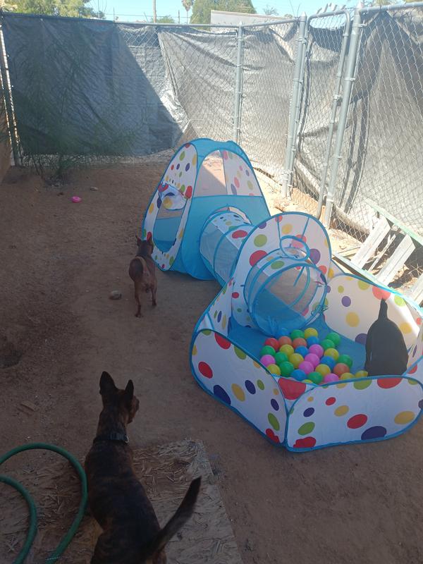 My dogs loved it !