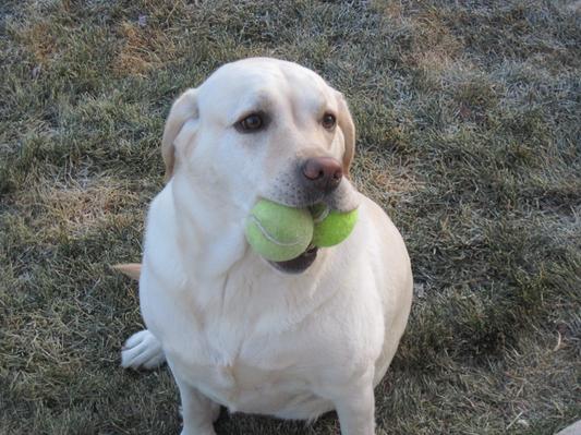 Moxie LOVES her tennis balls.
