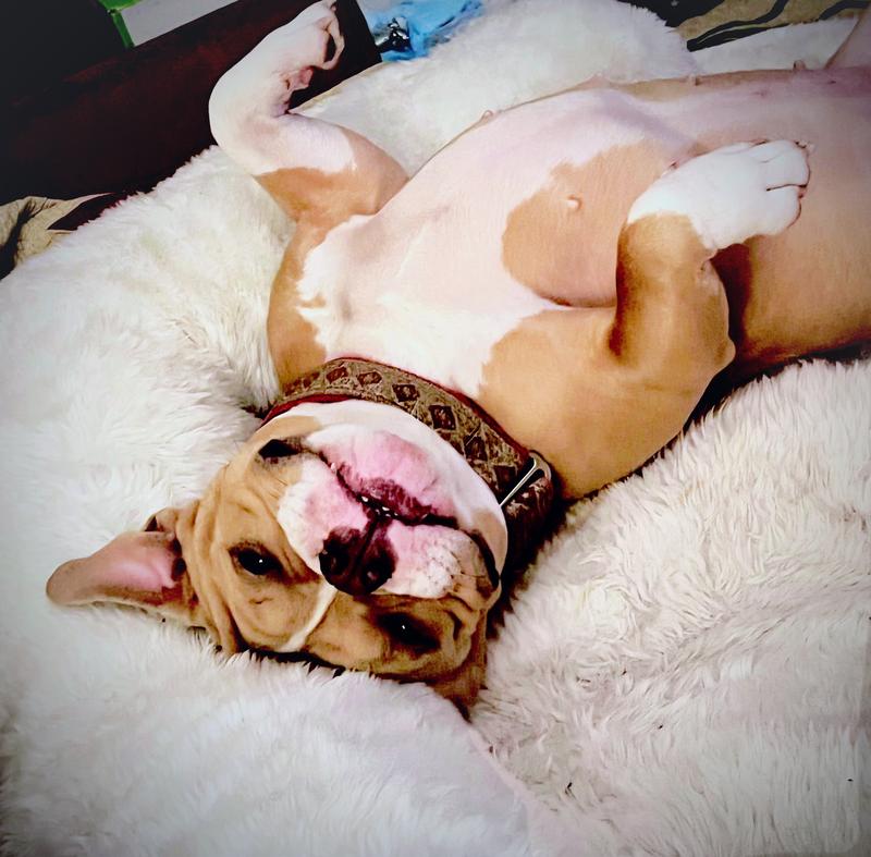 These are the jaws that love it