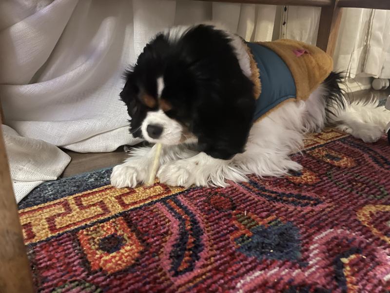 Frisco Medium Weight Retro Colorblock Mixed Media Dog & Cat Coat