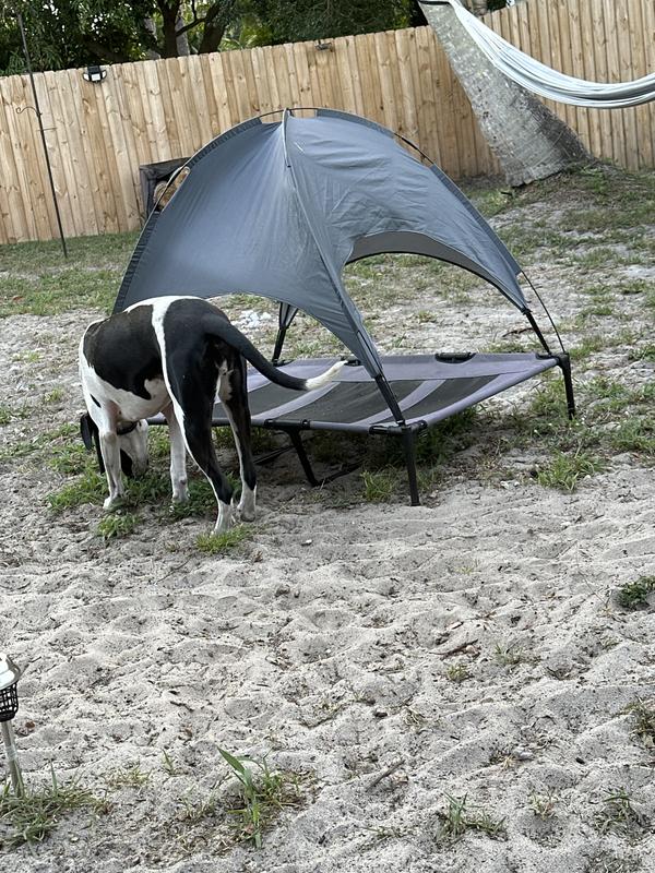 Getting ready for a sundown nap