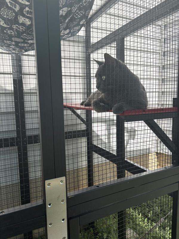 Chipmunk watching on the top shelf