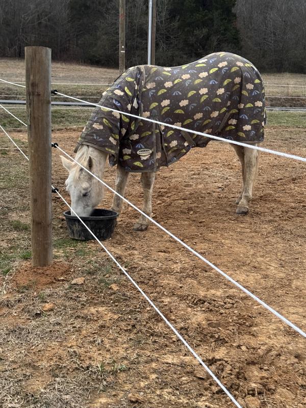 Our 19yo performance AQHA loves this mix