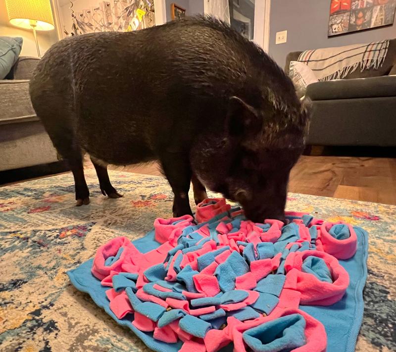 Piggy Poo and Crew Pig Rooting Snuffle Activity Mat, Small