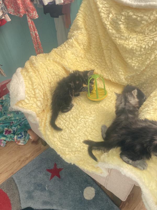 PET ZONE Caged Canary Interactive Cat Toy