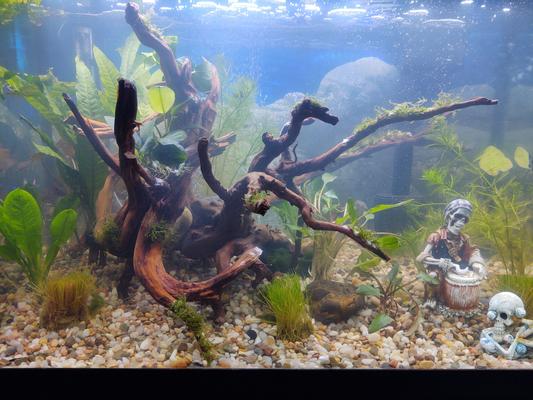 GALAPAGOS Spiderwood Aquarium & Terrarium Accessory, Natural 