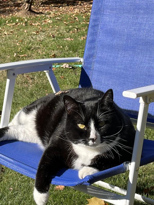 I'm thinking Sword fish , good luck with that - Mario