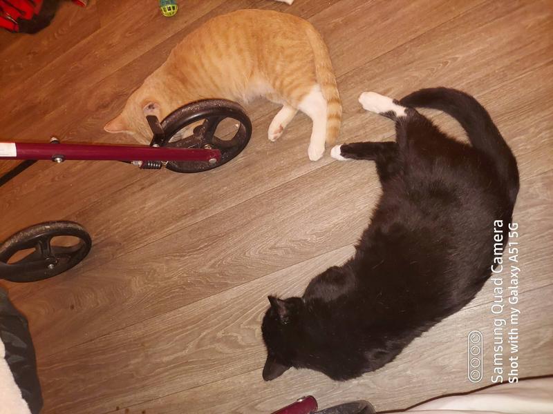 FRESH KITTY The Grate Cat Litter Mat, Medium