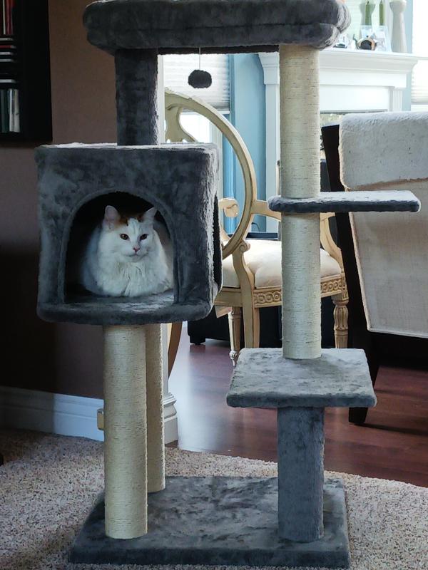 Frisco 48 inch cat tree sale