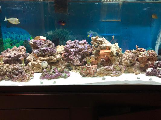 From beginning to corals in two months