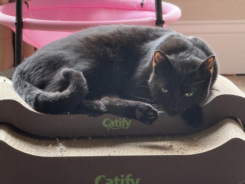 Smallish kitty, 7-8lbs