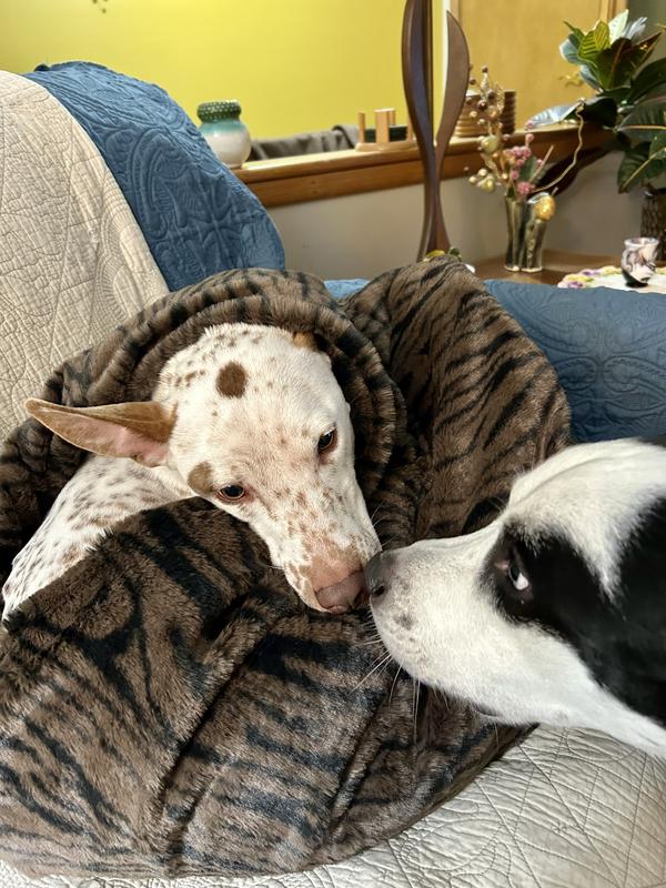 Rescue bro, Fletch, wishes he was more little.