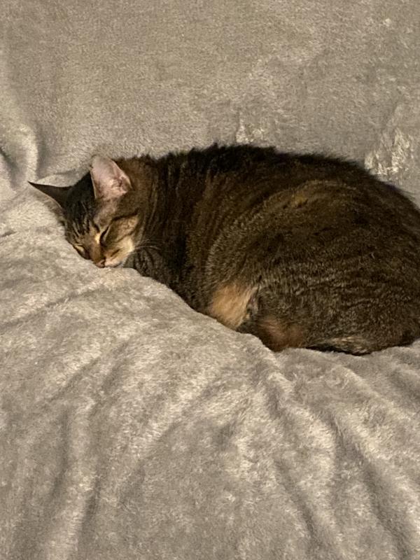 10 yr. old 11 lbs.