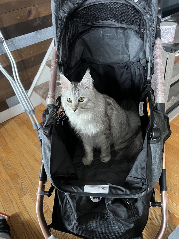 Xena ready for a walk