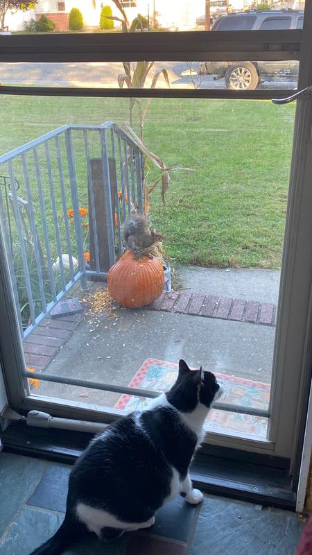 This squirrel is just taunting me NOW!!!!