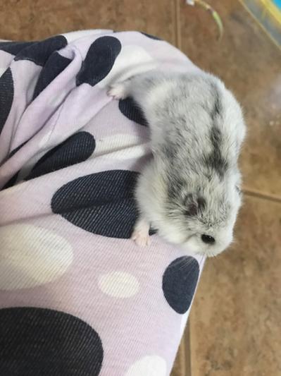 This is Hamilton